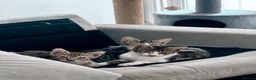 Bengal cats for sale: Adorable kittens - Advert 2