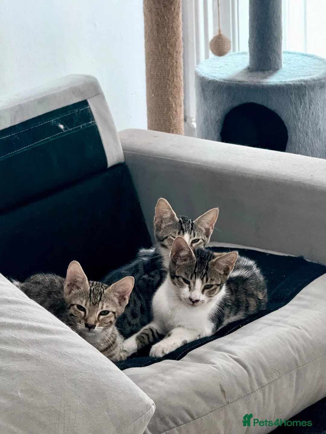 Bengal cats for sale: Adorable kittens - Advert 2