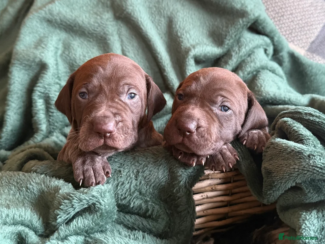 German Shorthaired Pointer dogs for sale: KC German Shorthaired Pointer Puppies - Advert 26