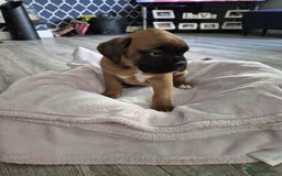 Boxer dogs for sale: KCR pups for sale  - Image 7