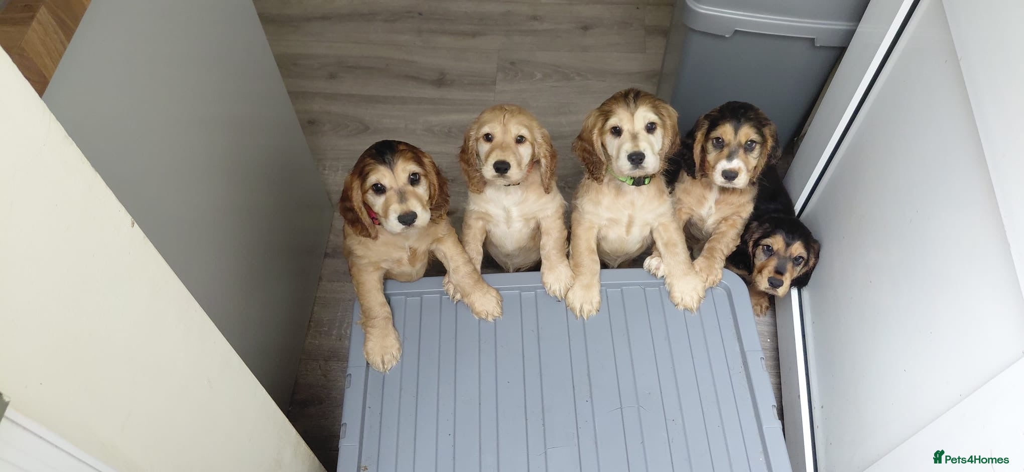 Cocker Spaniel dogs NEARLY READY working cocker spaniel pups - Advert 1