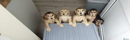 Cocker Spaniel dogs for sale: READY TO LEAVE working cocker spaniel pups - Advert 1