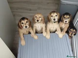 Cocker Spaniel dogs NEARLY READY working cocker spaniel pups - Advert 1