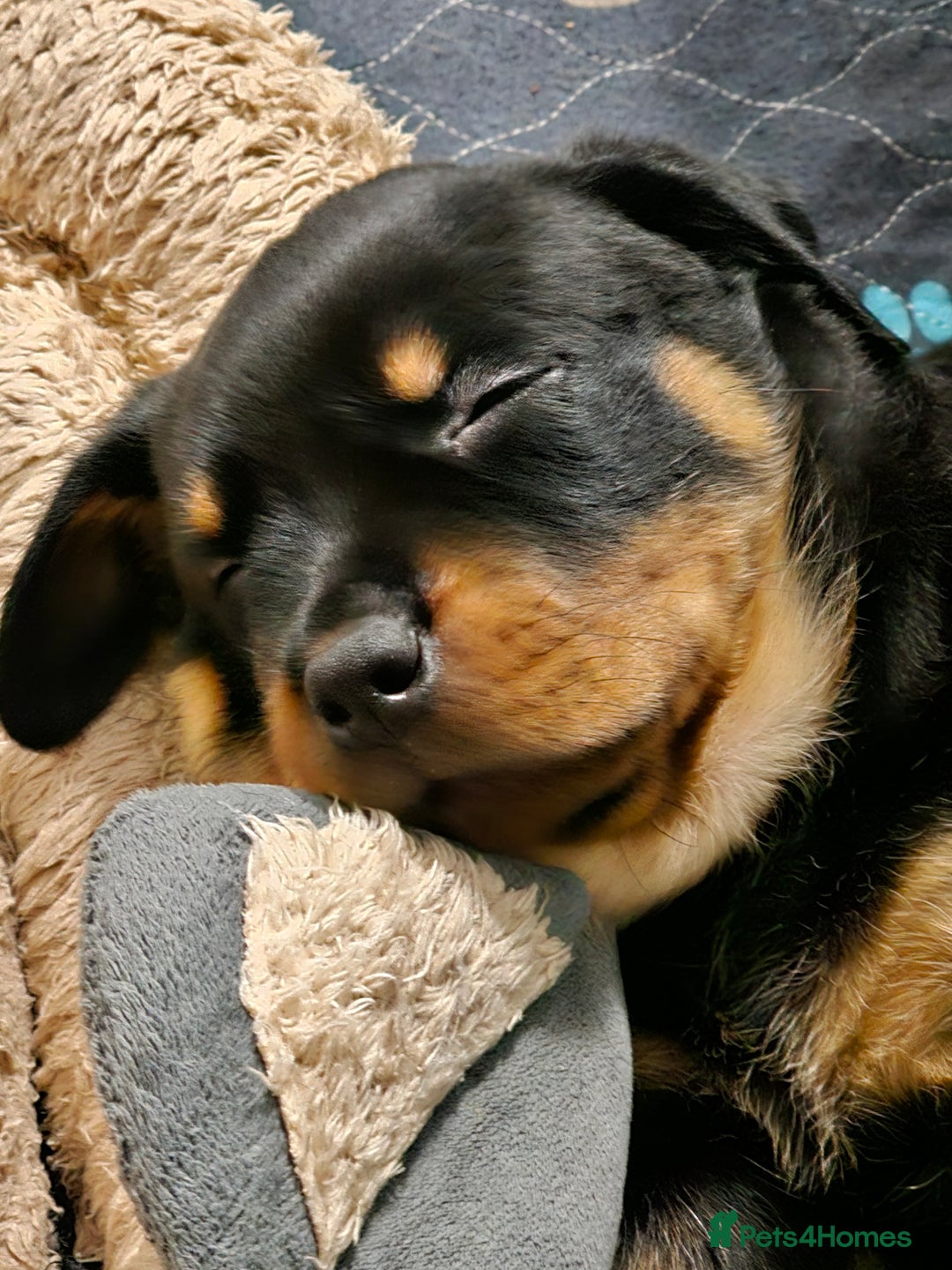 Rottweiler dogs for sale: Pure breed Rottweiler  - Image 11