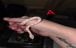 Corn Snake reptiles for sale: Hatchling Corn Snakes CB25 - Image 3