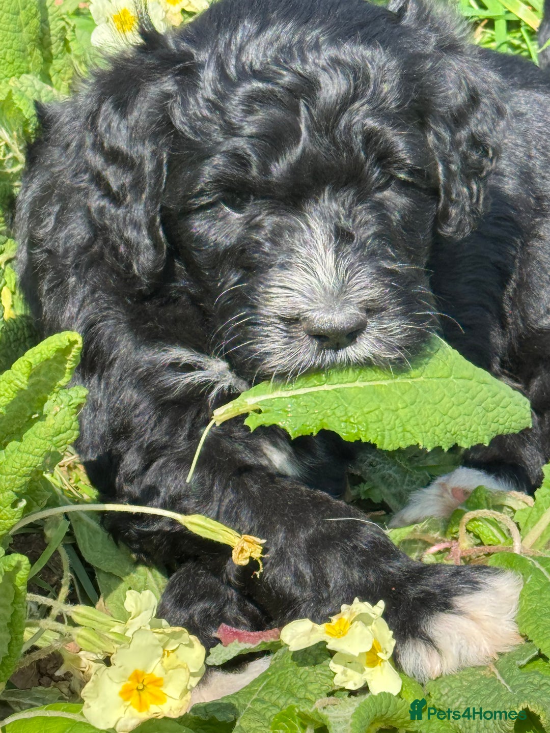 Portuguese Water Dog dogs for sale: ARTSEADOG KC registered Pure Portuguese Waterdogs - Image 31