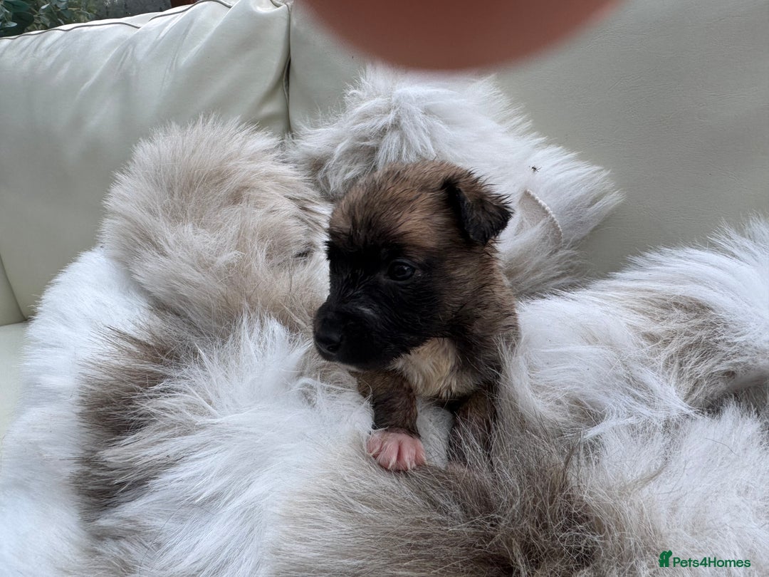Mixed Breed dogs for sale: 🐾 Beautiful Whippet x Collie Puppies! 🐾 - Image 8