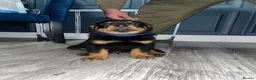 Rottweiler dogs for sale: German x Hungarian Rottweiler puppies - Advert 3
