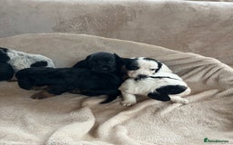 Cocker Spaniel dogs for sale: Cocker spaniel puppies for sale 🤩🐶 - Image 15