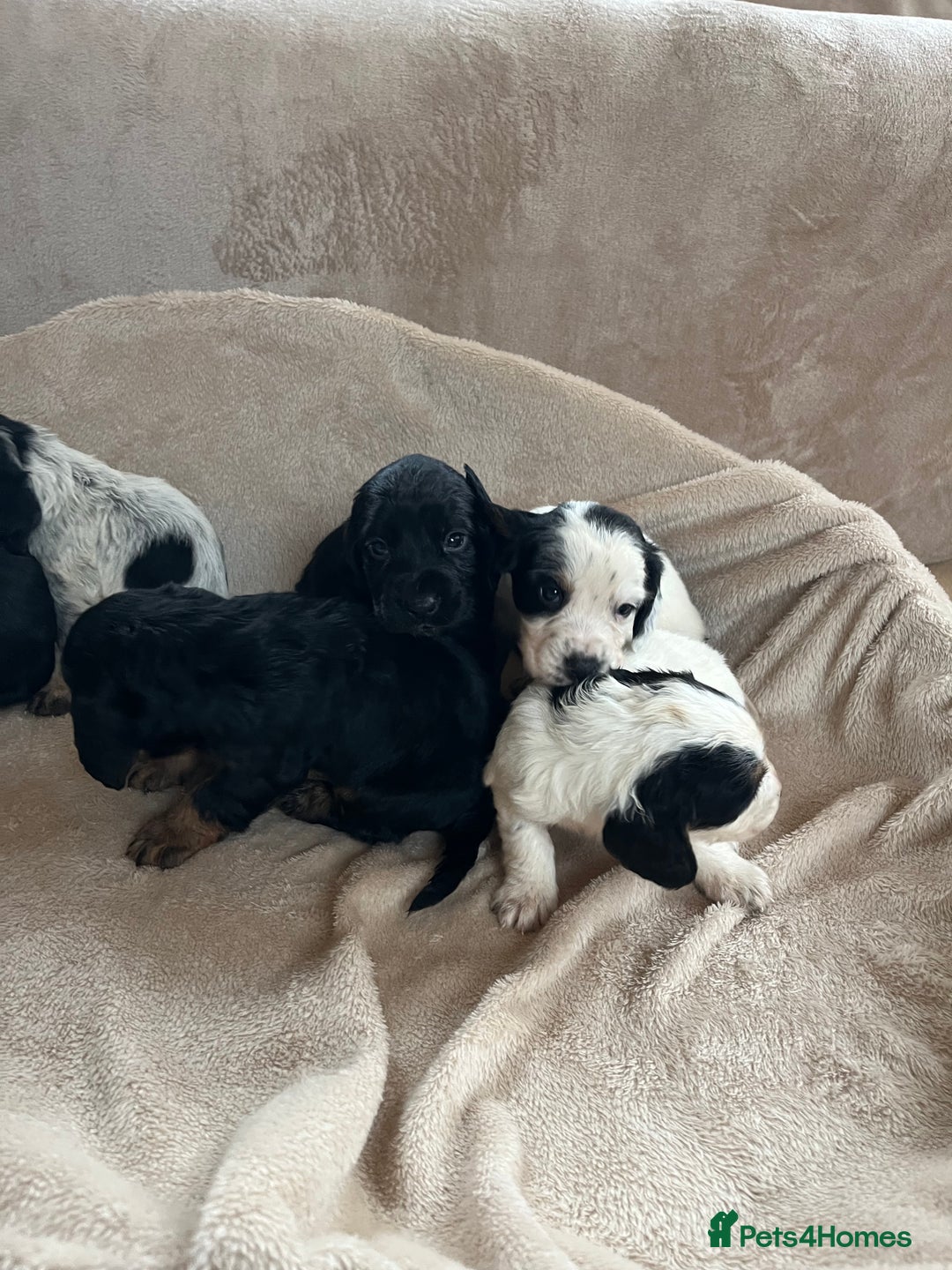 Cocker Spaniel dogs for sale: Cocker spaniel puppies for sale 🤩🐶 - Image 15