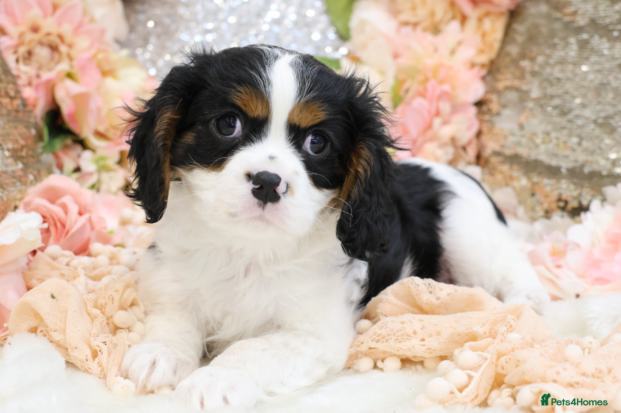 Cavalier King Charles Spaniel dogs HEALTH TESTED KC Cavalier King Charles Spaniels - Advert 2