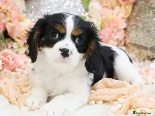 Cavalier King Charles Spaniel dogs HEALTH TESTED KC Cavalier King Charles Spaniels - Advert 1
