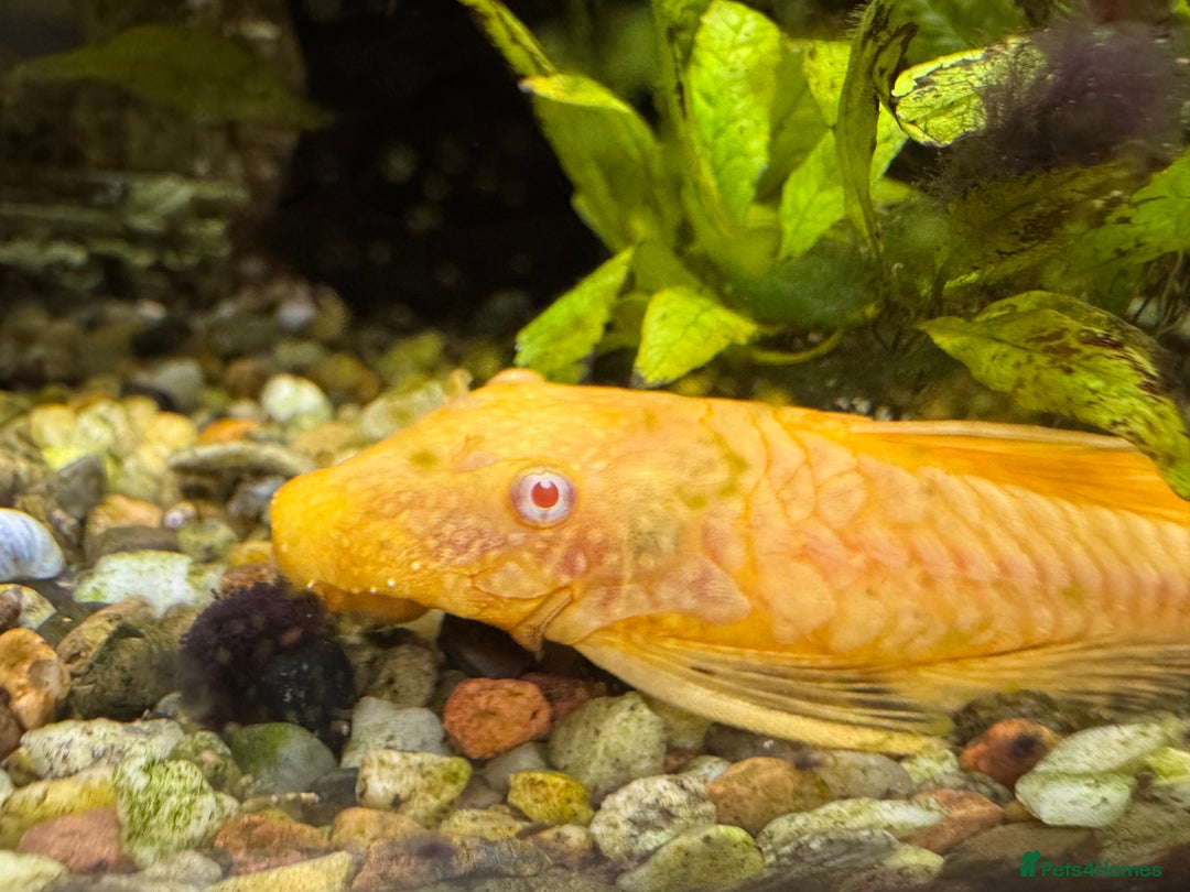 Plecos fish for sale: FREE- Golden Bristlenose Pleco - Advert 1