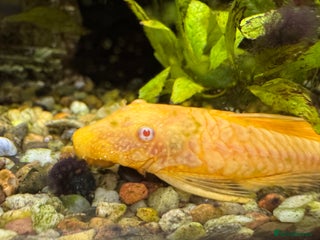 Plecos fish FREE- Golden Bristlenose Pleco - Advert 1