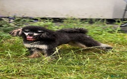 Miniature Poodle dogs for stud: Ozzie for stud only  - Image 5