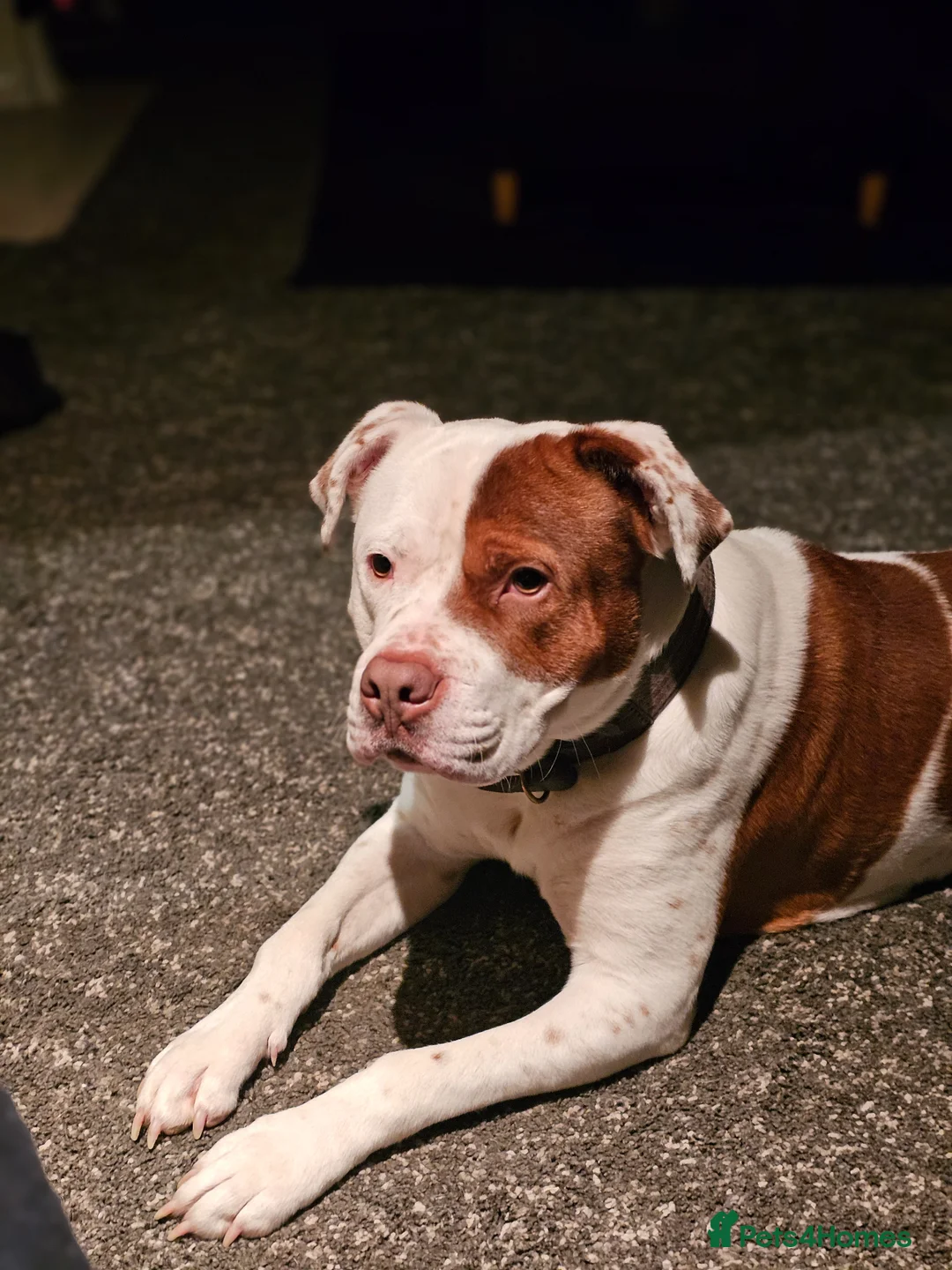 Mixed Breed dogs for sale: Rocket - Advert 2