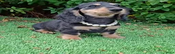 Miniature Dachshund dogs for sale: Long coat Miniature Dachshund Puppies  - Advert 3