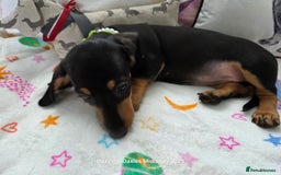 Miniature Dachshund dogs for sale: Shorthaired Minature Daschunds READY TO LEAVE NOW - Image 9
