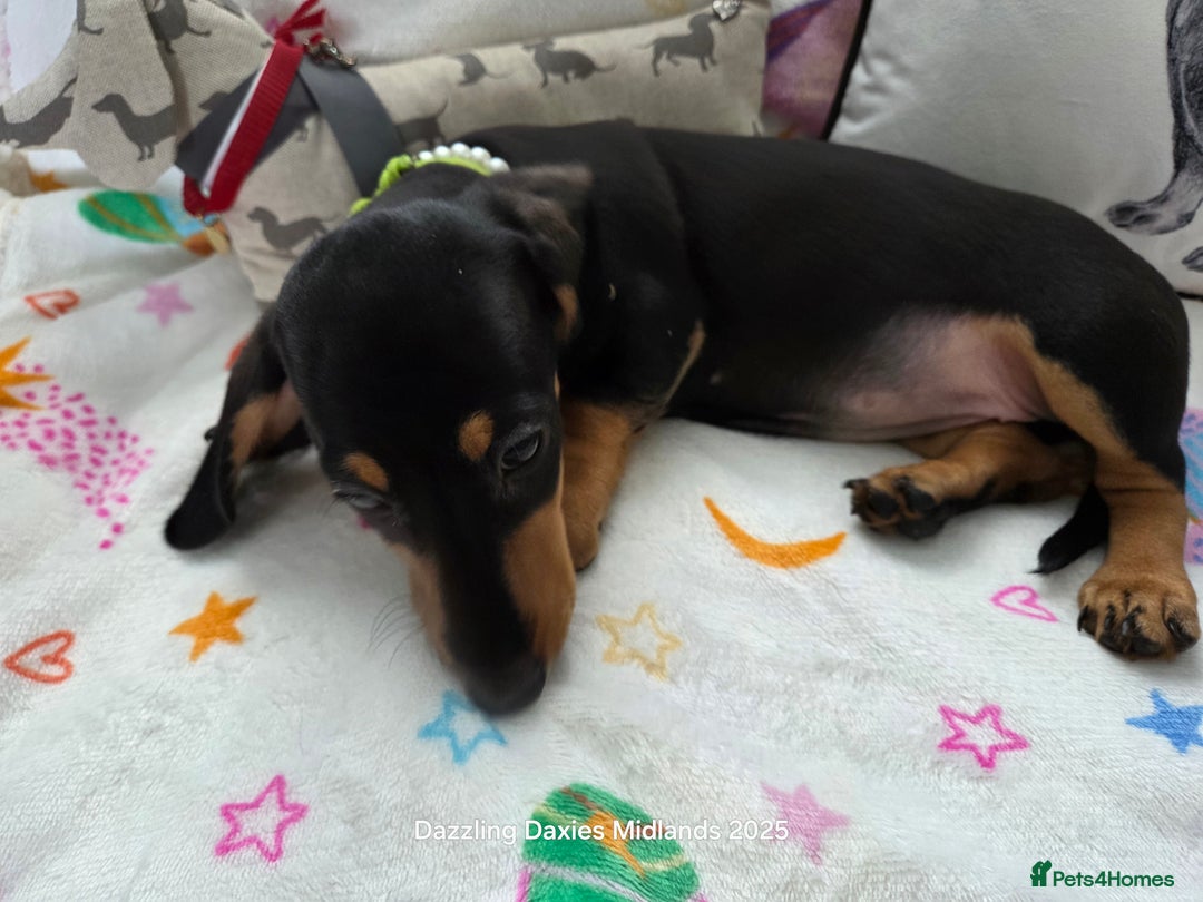 Miniature Dachshund dogs for sale: Shorthaired Minature Daschunds READY TO LEAVE NOW - Image 9