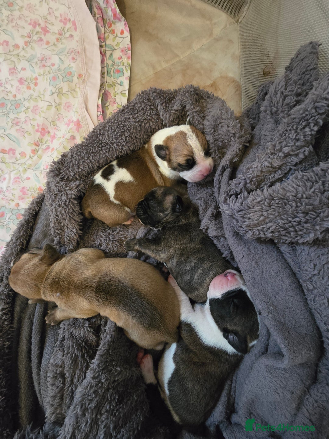 American Bulldog dogs for sale: American bulldog pups for sale - Image 5