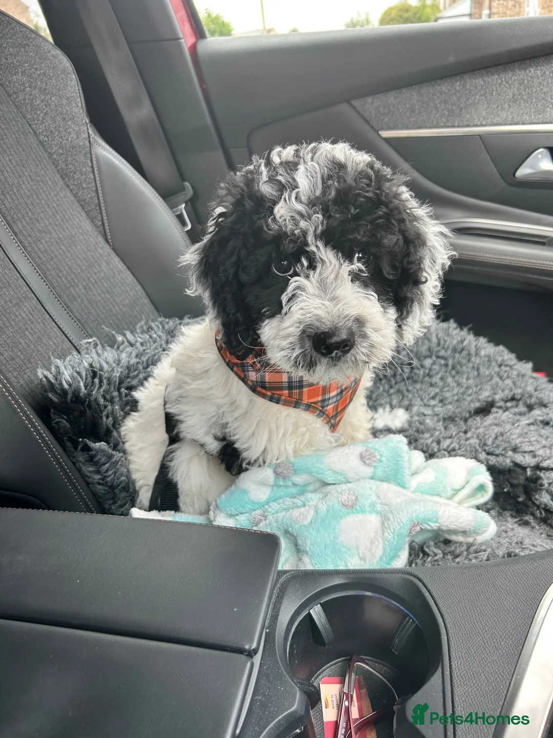 Spanish Water Dog dogs for sale: Spanish Water Dog 1 boy remaining - Advert 1