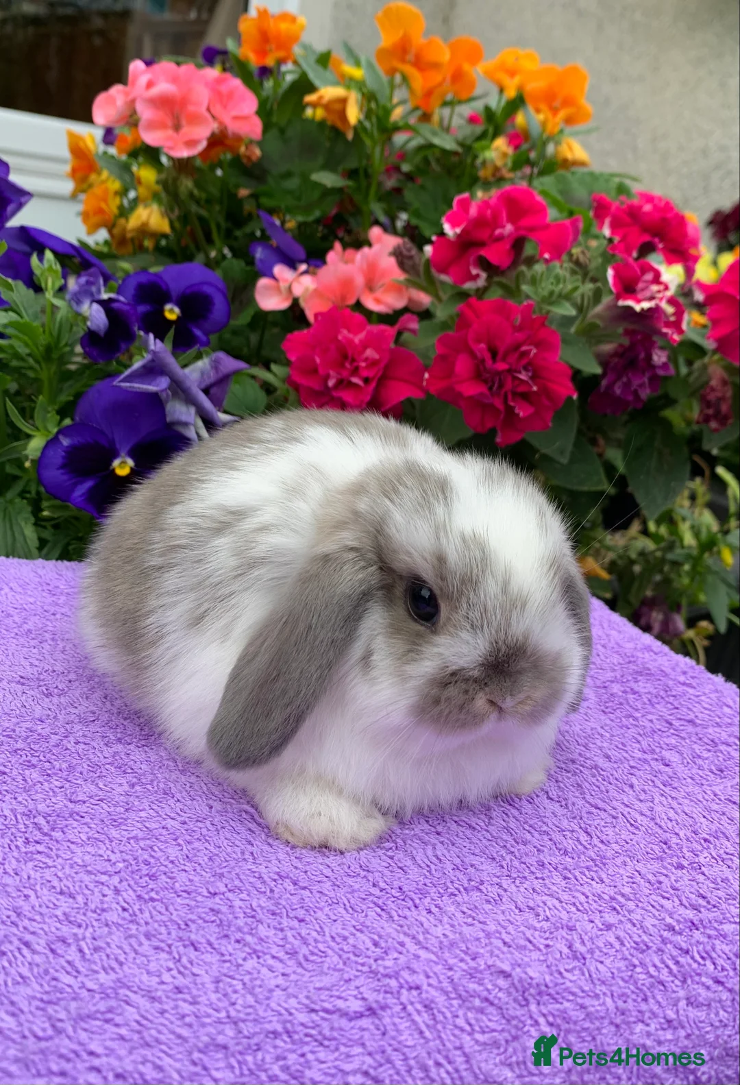 Mini Lop rabbits for sale: Gorgeous purebred baby mini lops ready to reserve - Advert 14