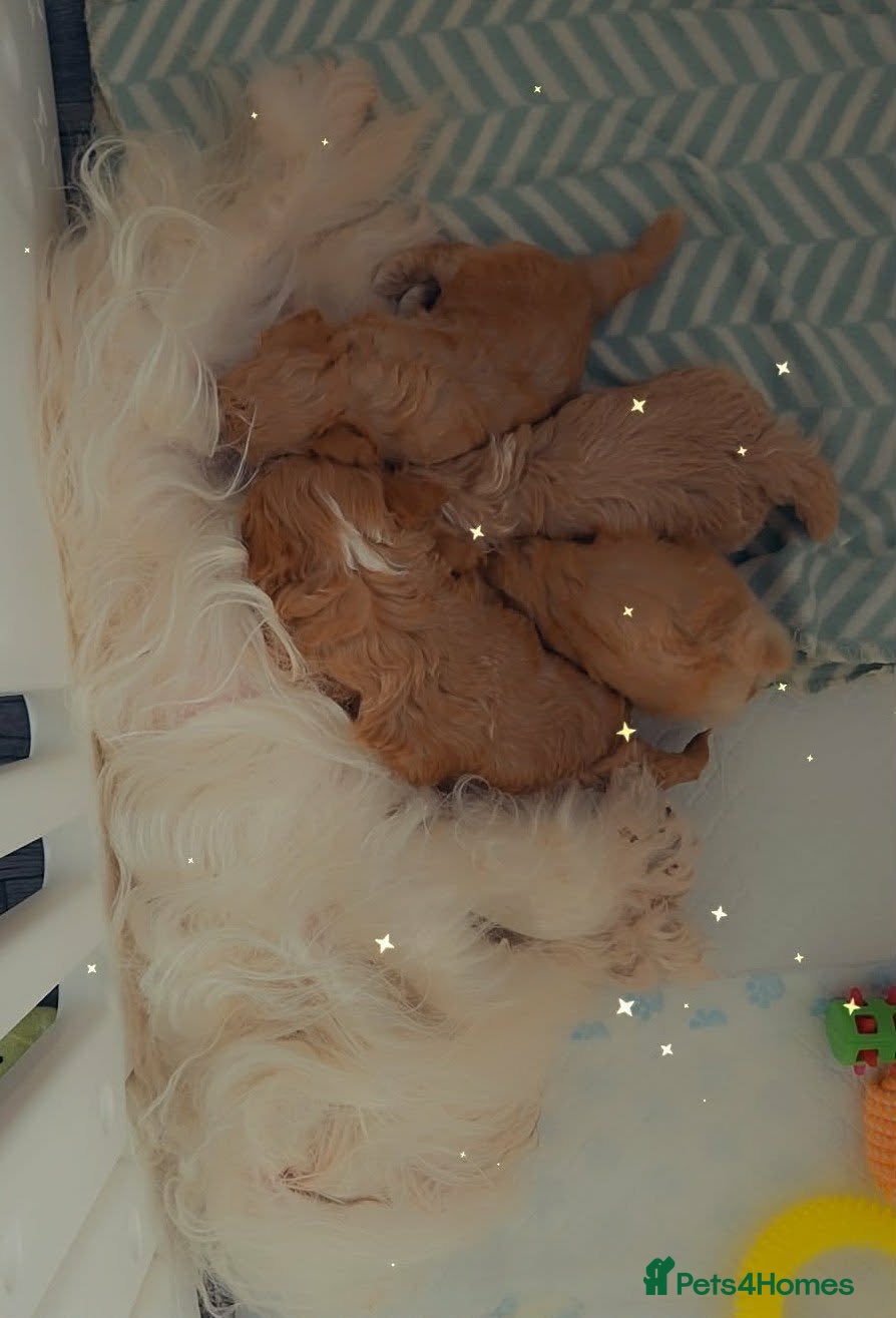 Maltipoo dogs Beautiful Maltipoo puppies - Advert 1