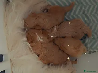 Maltipoo dogs Beautiful Maltipoo puppies - Advert 1