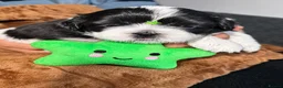 Shih Tzu dogs for sale: Beautiful Shih Tzu Puppies – Boys & Girls - Advert 35