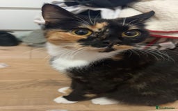 Persian cats for sale: Part pursian kittens for sale  - Image 10
