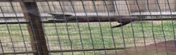 Bengal cats for sale: Beautiful bengals lots of colours and ages - Advert 3