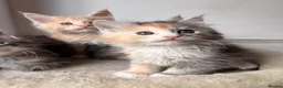 Maine Coon cats for sale: Sweet teddy bears. 🧸 🐈‍⬛ - Advert 19