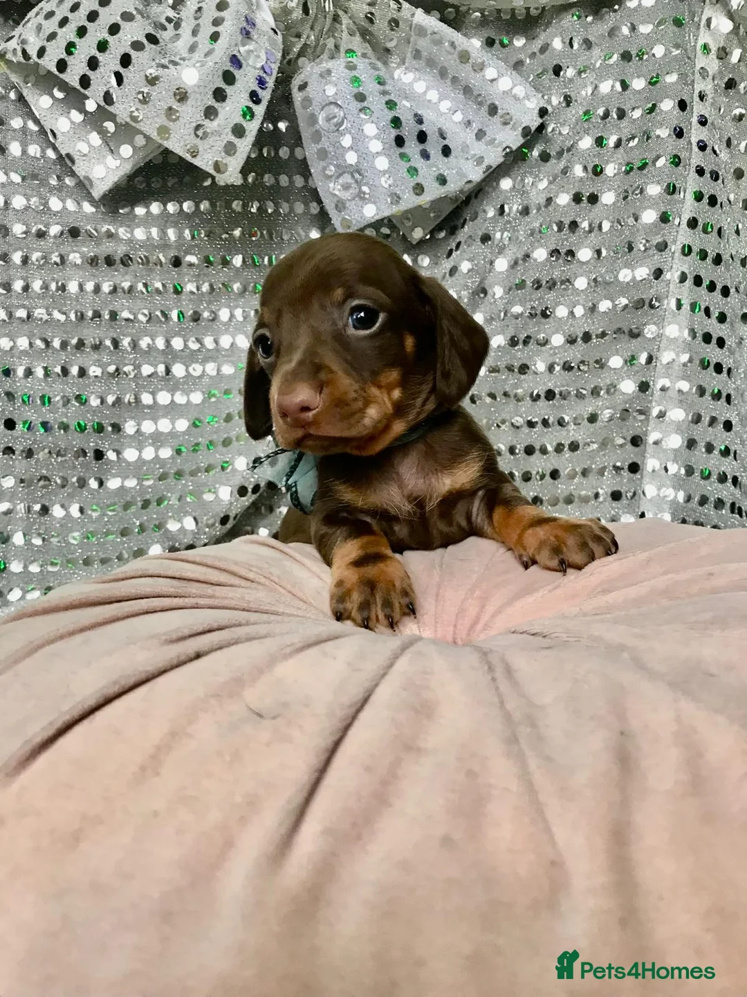 Miniature Dachshund dogs for sale: 🐶 4 miniature duschund puppies🐕 - Advert 14