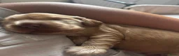 Cocker Spaniel dogs for sale: Stunning KC REG show cocker spaniel puppy’s  - Advert 6