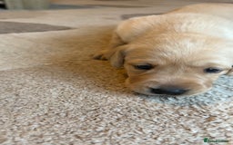 Labrador Retriever dogs for sale: KC Registered Labrador Puppies Ready 24th November - Image 7