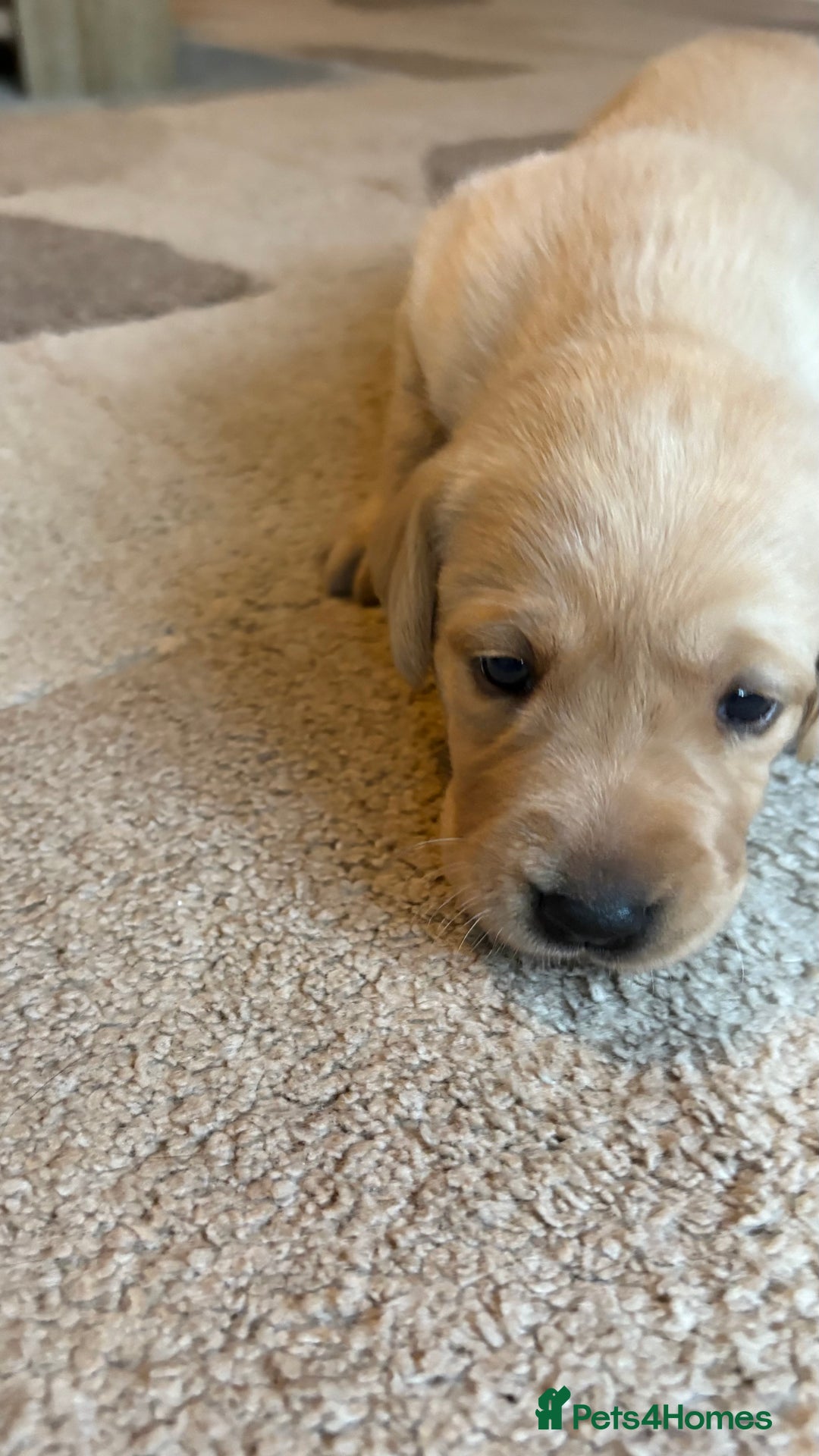 Labrador Retriever dogs for sale: KC Registered Labrador Puppies Ready 24th November - Image 7