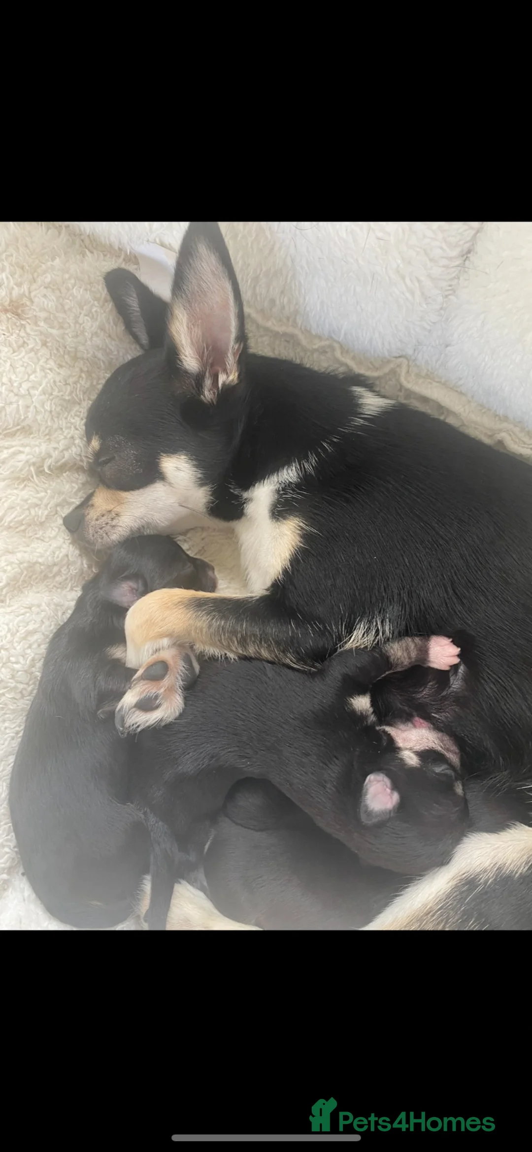 Chihuahua dogs for sale: Chihuahua puppies  - Advert 4