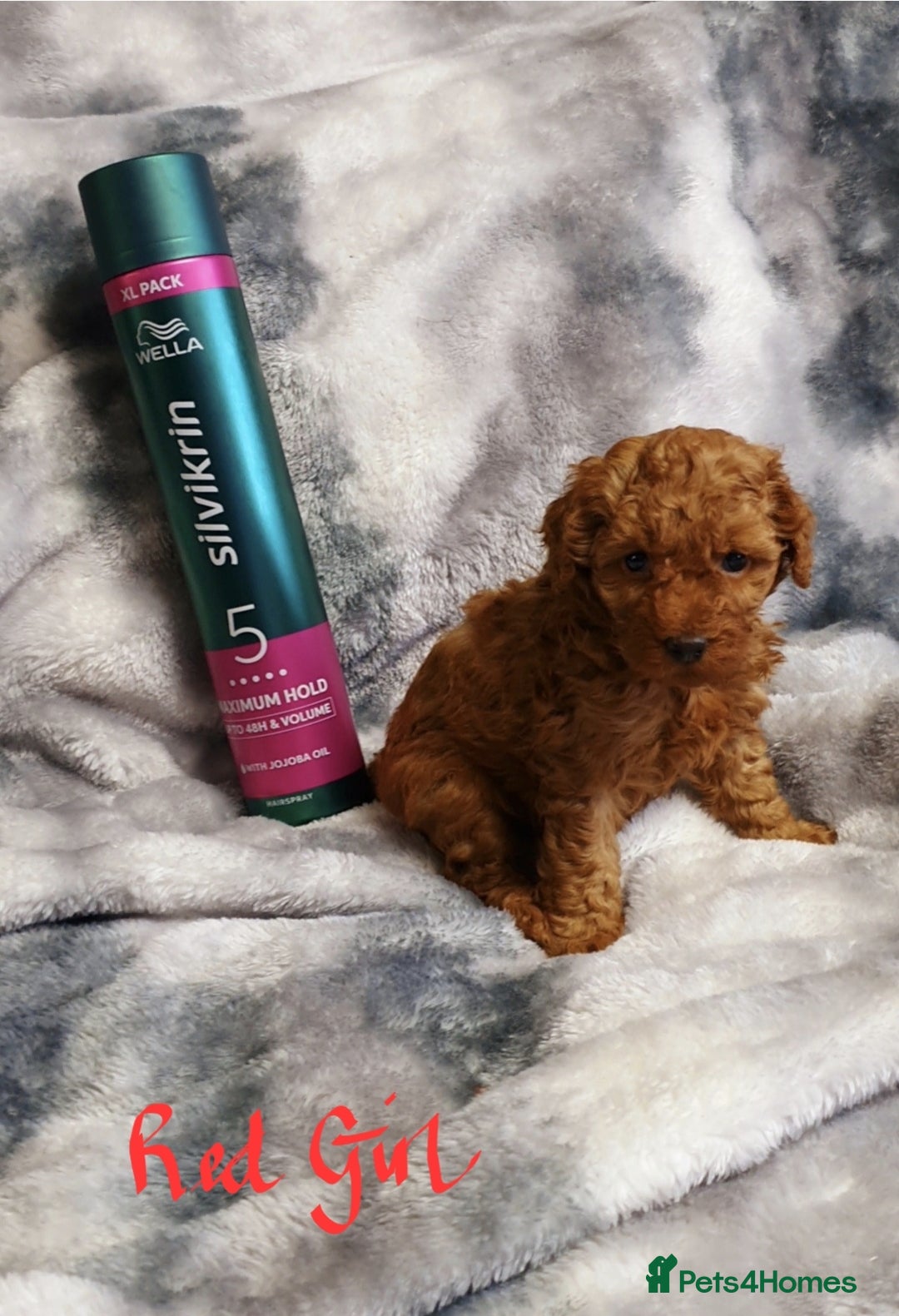 Toy Poodle dogs for sale: ASIAN CHAMPION lineage, KC registered Toy Poodles - Advert 6