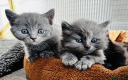 British Shorthair cats for sale: Beautiful British Shorthair Kittens - Image 1