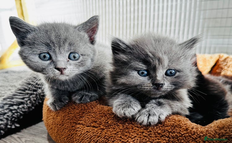 British Shorthair cats - Advert 10