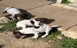 German Shorthaired Pointer dogs for sale: Gsp pups  - Image 2