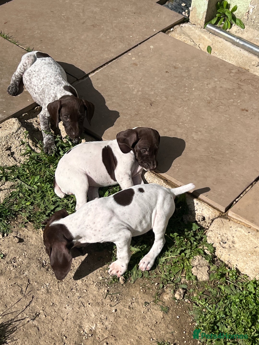 German Shorthaired Pointer dogs for sale: Gsp pups  - Image 2