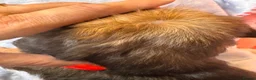 Dachshund dogs for sale: Long & Short haired Sable crea Dachshund puppies  - Advert 15