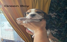 Beagle dogs for sale: Purebred Beagle Puppies – 4 Boys & 2 Girls - Image 11