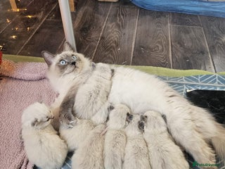 Ragdoll cats 8 beautiful ragdolls ready for Christmas 🎁 - Advert 1