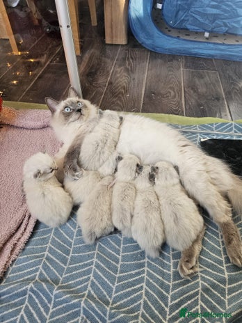 Ragdoll cats 8 beautiful ragdolls ready for Christmas 🎁 - Advert 1