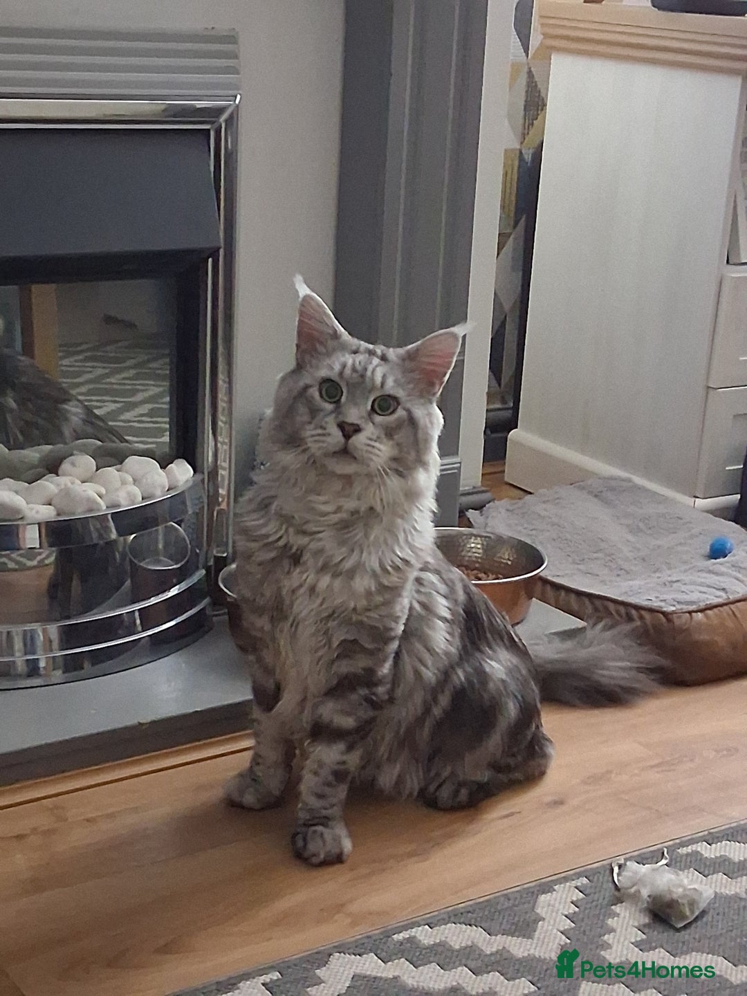 Maine Coon cats for stud: STUNNING SILVER MAINECOON FOR STUD - Advert 7