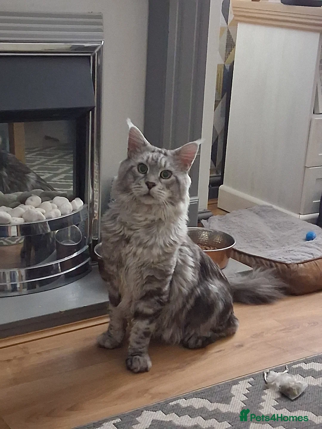 Maine Coon cats for stud: STUNNING SILVER MAINECOON FOR STUD - Advert 7