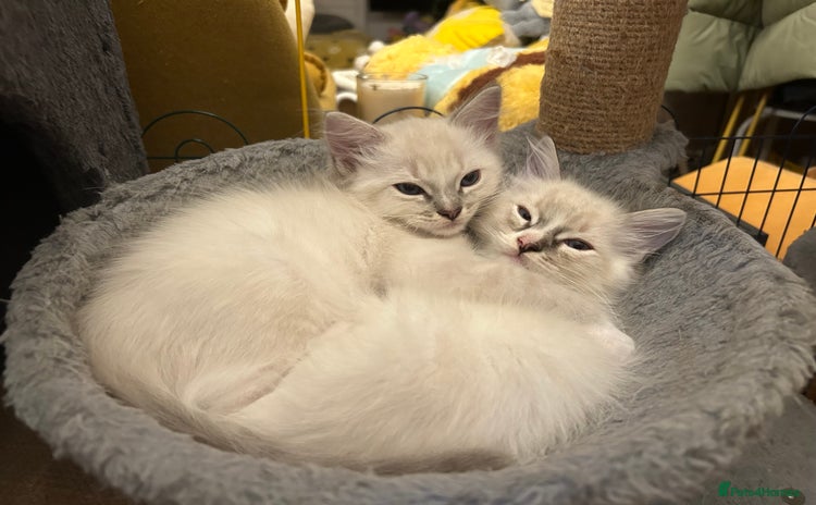 Ragdoll cats - Advert 6
