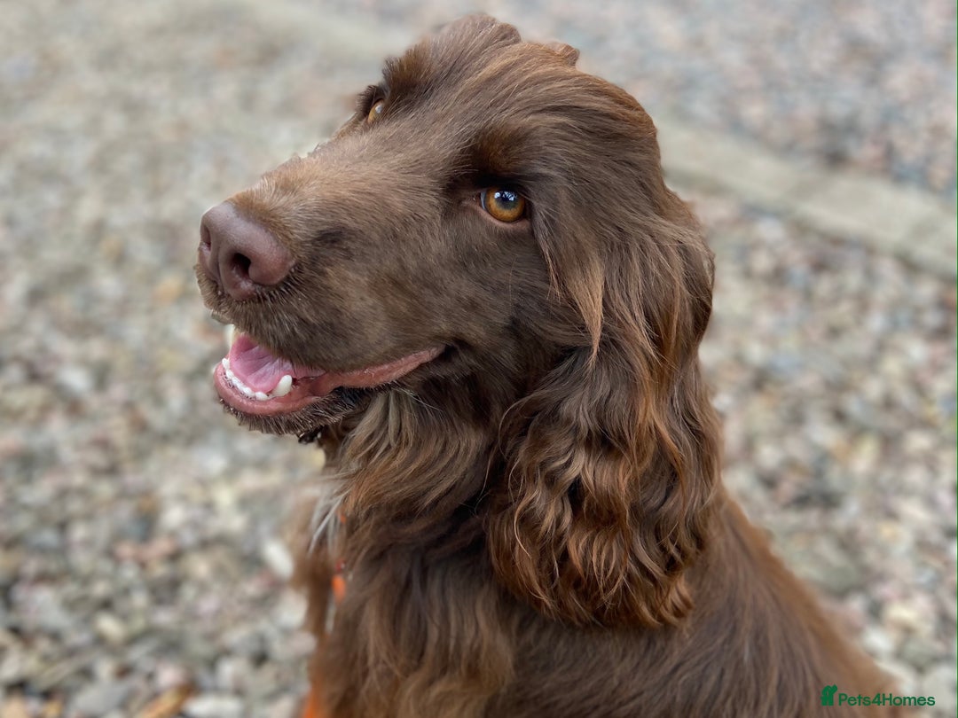 Cocker Spaniel dogs for stud: Fabulous Chocolate Show Cocker Spaniel Stud - Advert 6